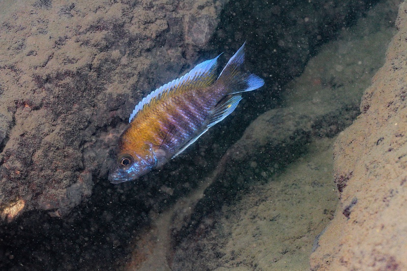 Aulonocara jacobfreibergi 'Makokola Reef'